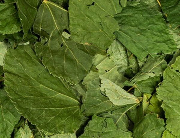 1kg Lindenblätter Linden Blätter getrocknet Luftgetrocknet